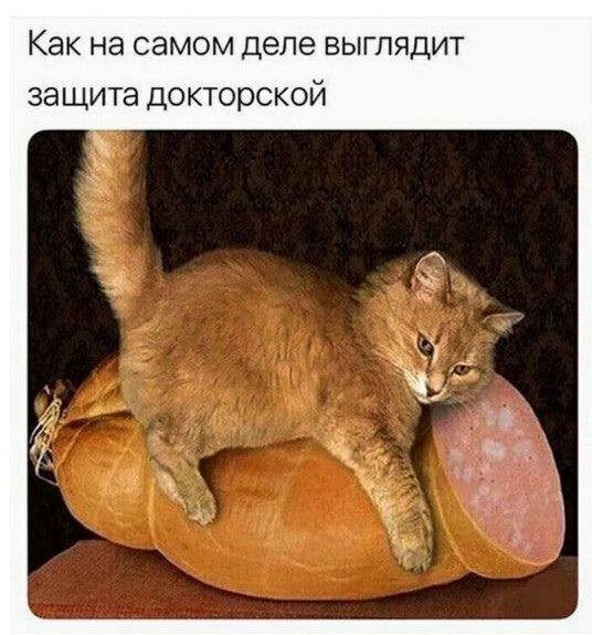 КотоМЕМЫ