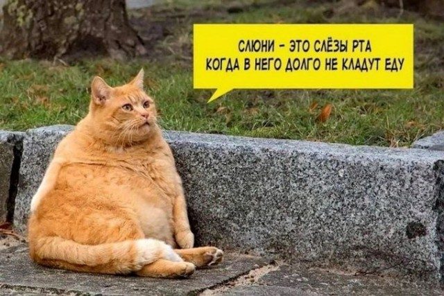 КотоМЕМЫ