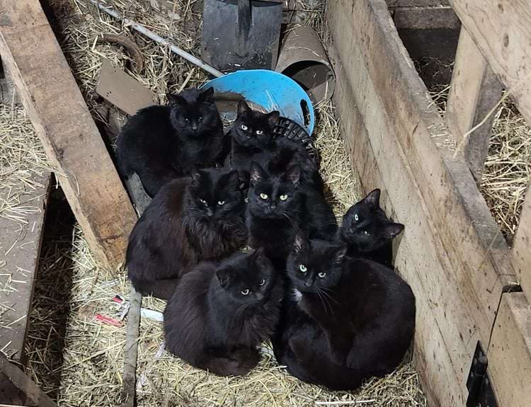 Смешные котики