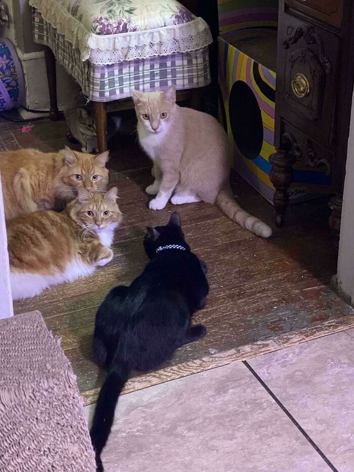 Смешные котики