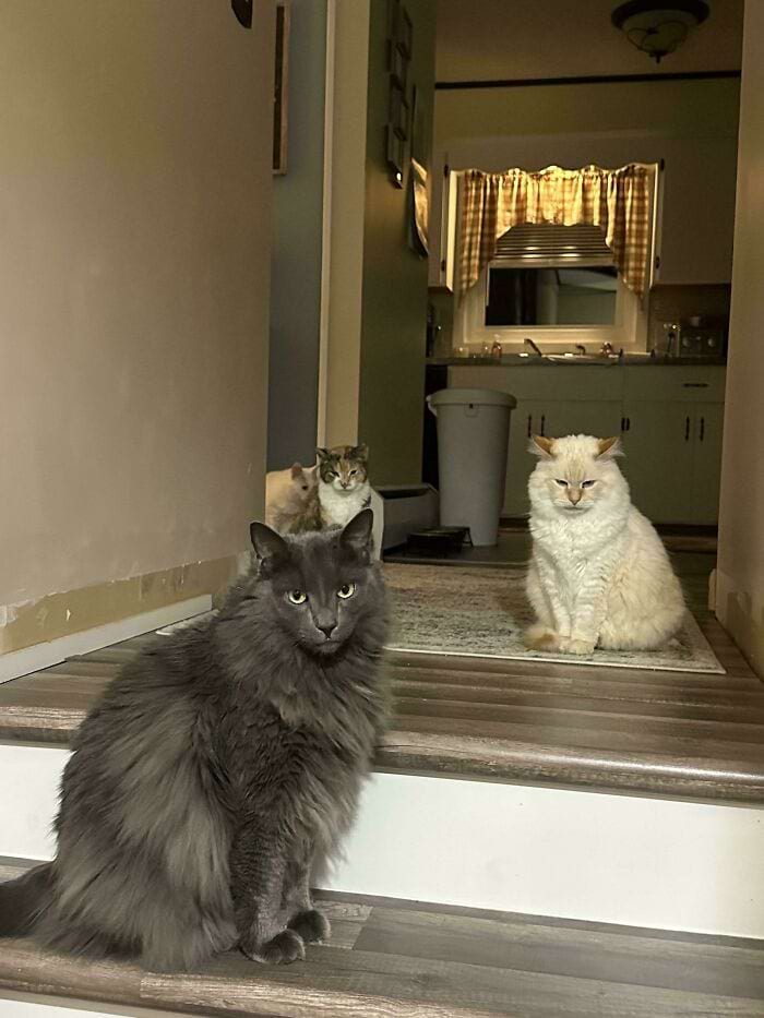 Смешные котики