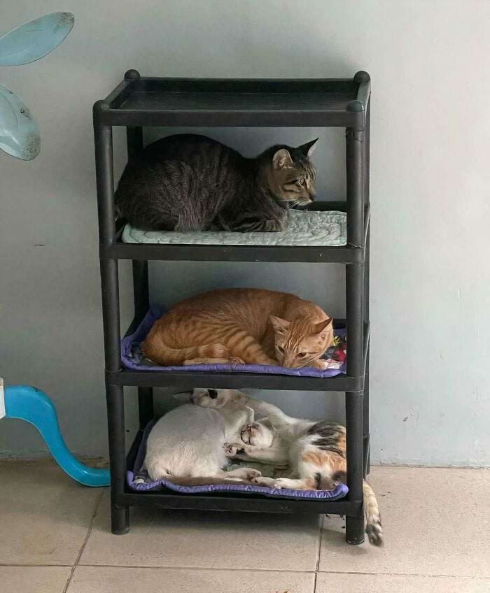 Смешные котики