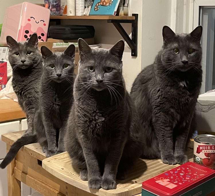 Смешные котики