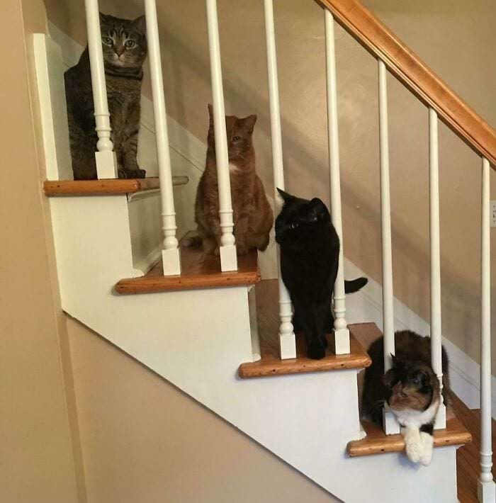 Смешные котики