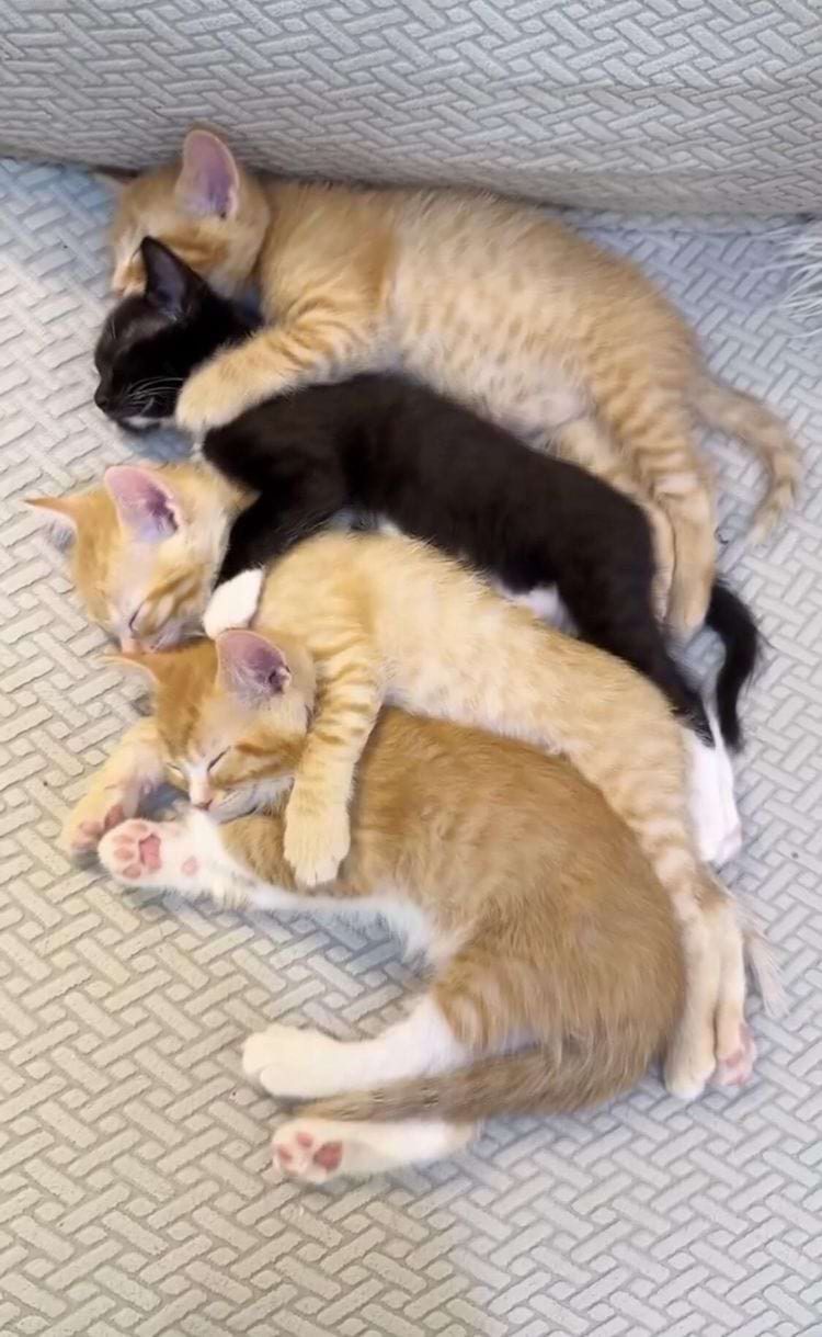 Смешные котики