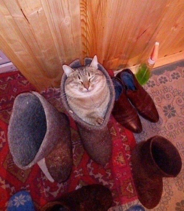 Веселые коты