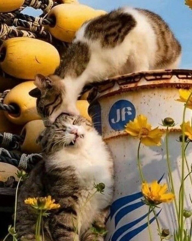 Веселые коты