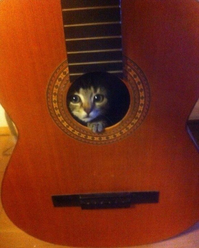 Веселые коты