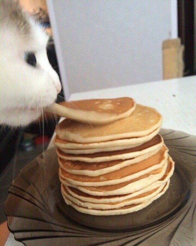 Веселые коты
