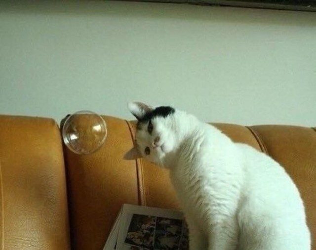 Веселые коты