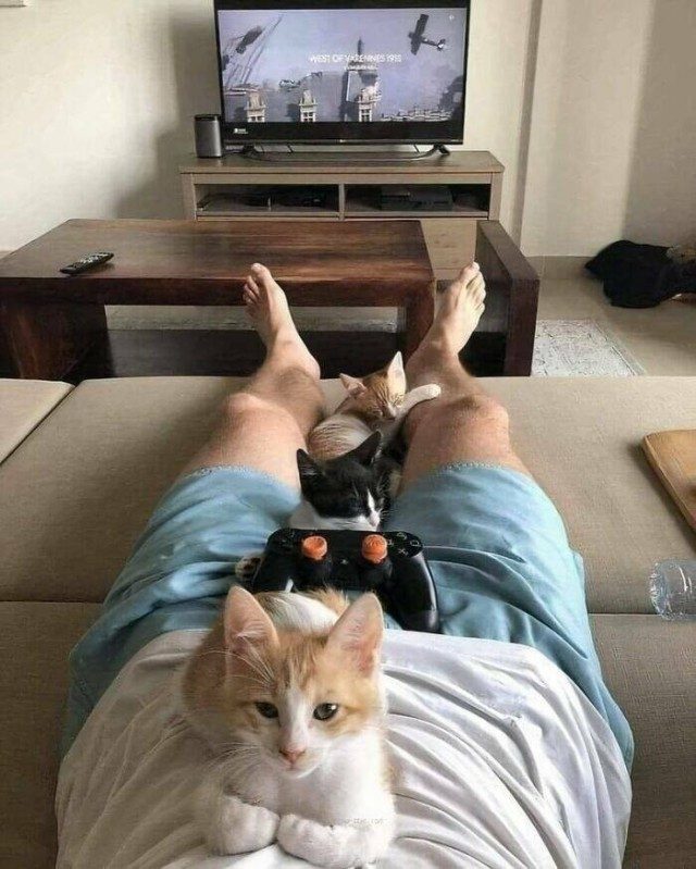 Очарование животных