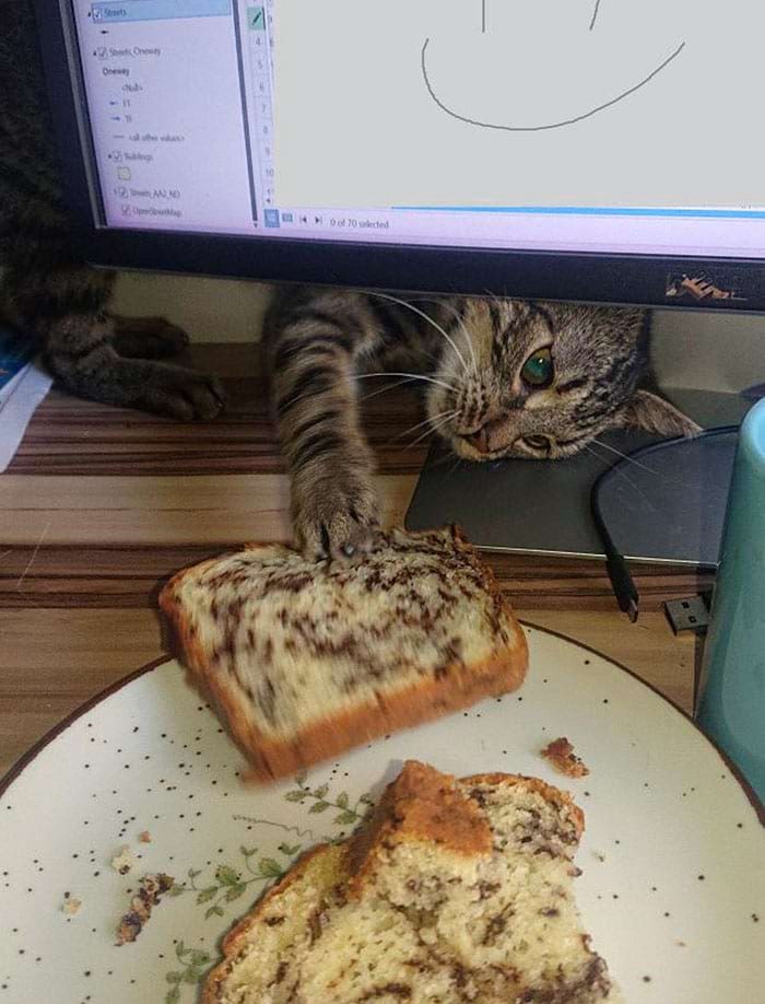 Наглые питомцы