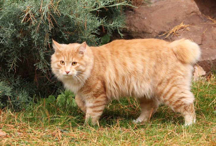 Самые редкие породы кошек