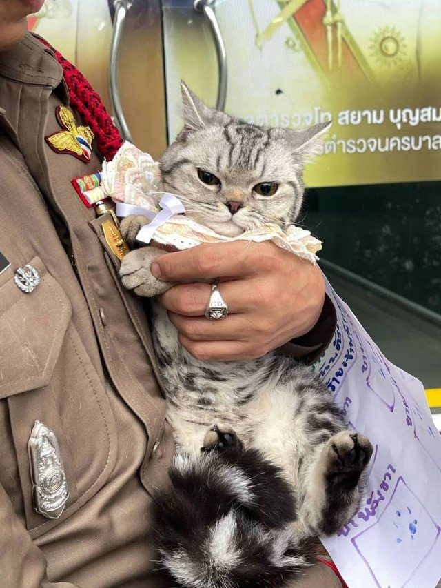 Самое милое задержание кошечки