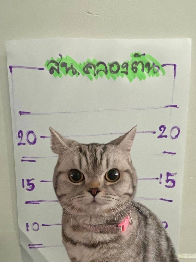 Самое милое задержание кошечки