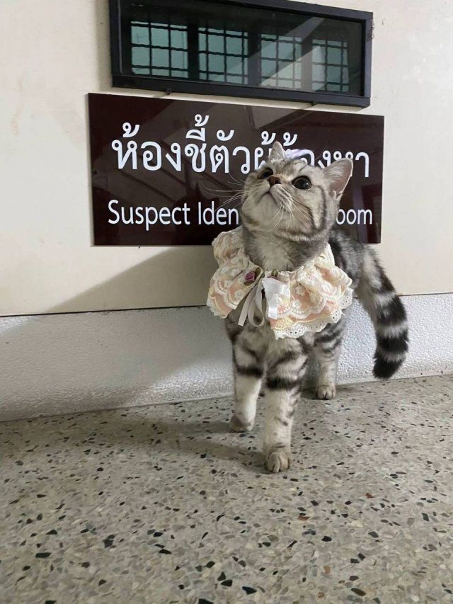 Самое милое задержание кошечки