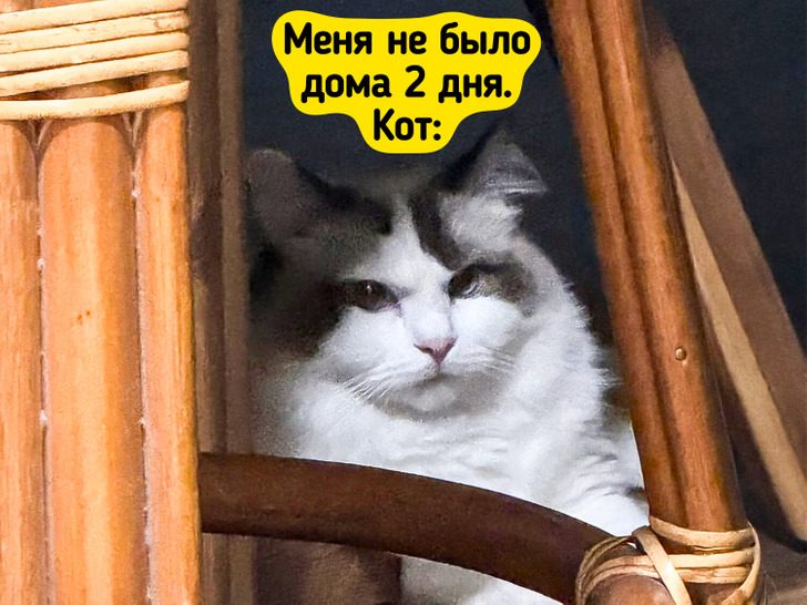На их морде все красноречиво написано