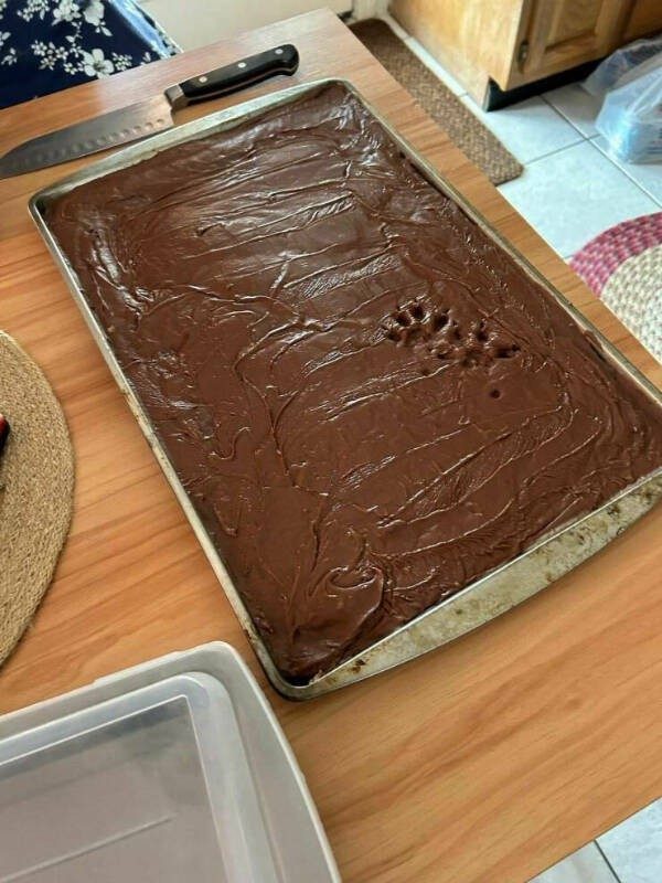 Мемы с кошками
