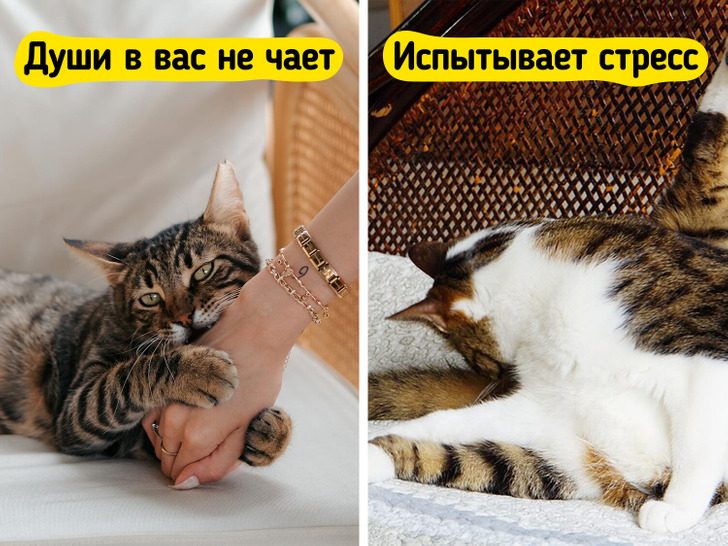 Признаки того, что ваша кошка счастлива с вами