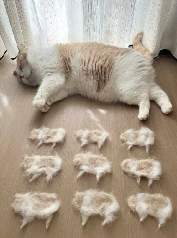 Прикольные картинки и мемы с кошками: