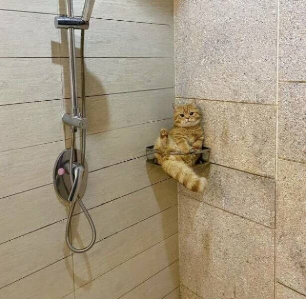 Прикольные картинки и мемы с кошками: