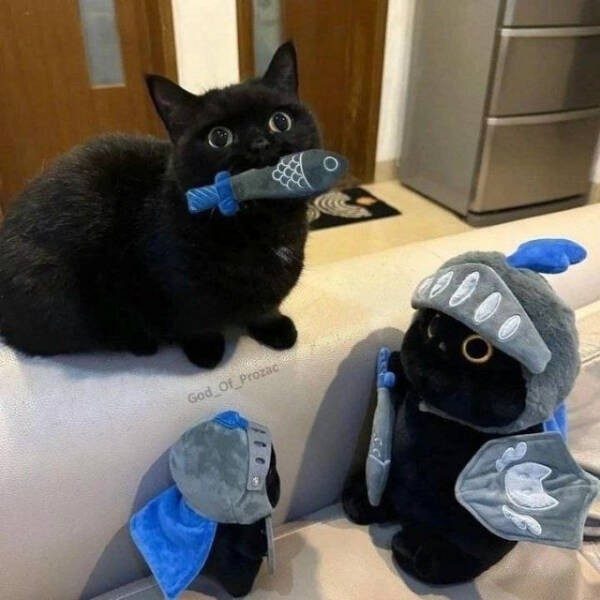 Прикольные картинки и мемы с кошками: