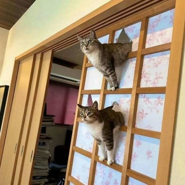 Прикольные картинки и мемы с кошками: