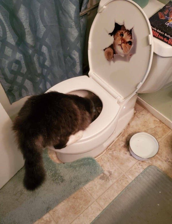 Прикольные картинки и мемы с кошками: