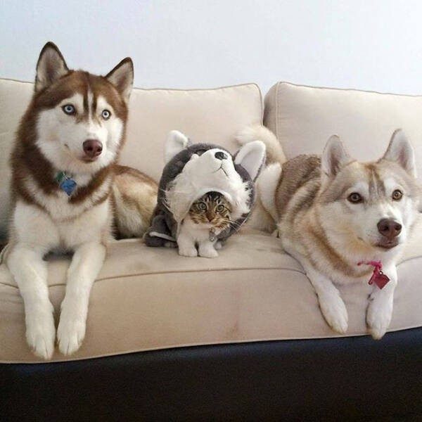 Прикольные картинки и мемы с кошками: