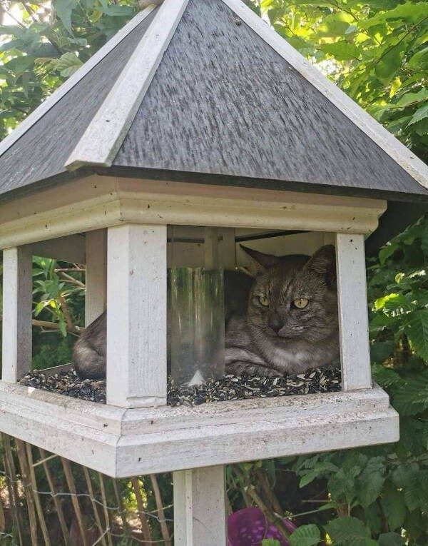 Прикольные картинки и мемы с кошками: