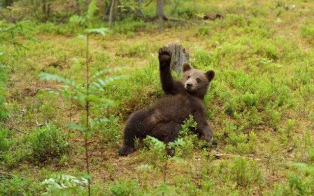 Они залог  хорошего настроения