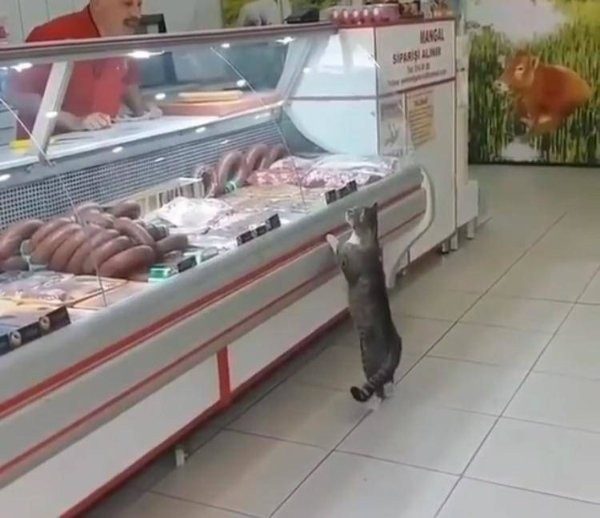 Фотоприколы с котиками