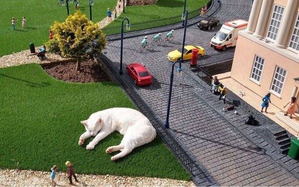 Фотоприколы с котиками