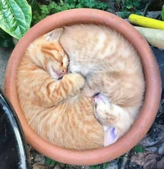 Спящие животинки