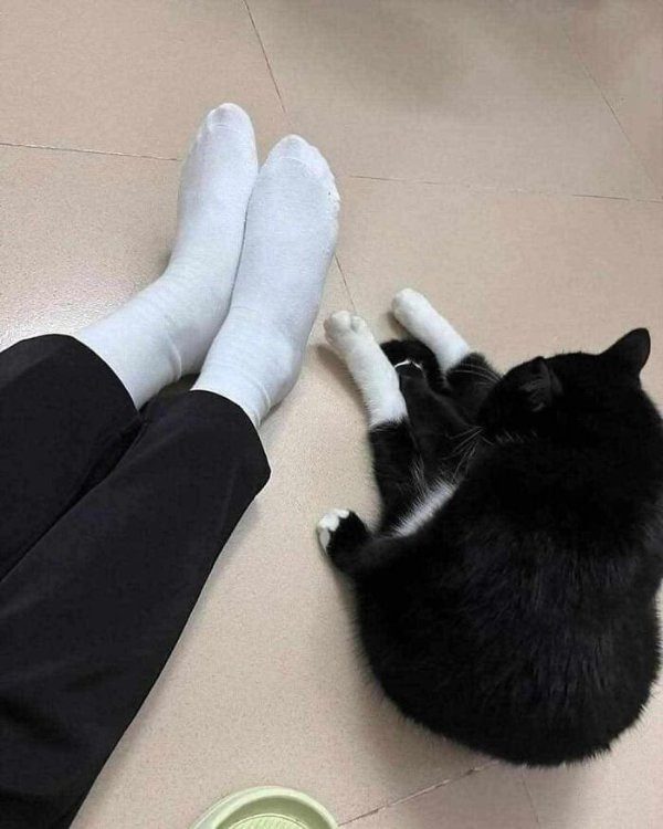 Кошачьи будни в прикольных фотографиях