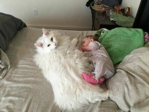Кошачьи будни в прикольных фотографиях