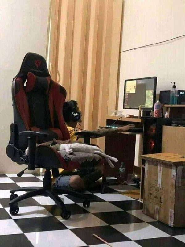 Кошачьи будни в прикольных фотографиях