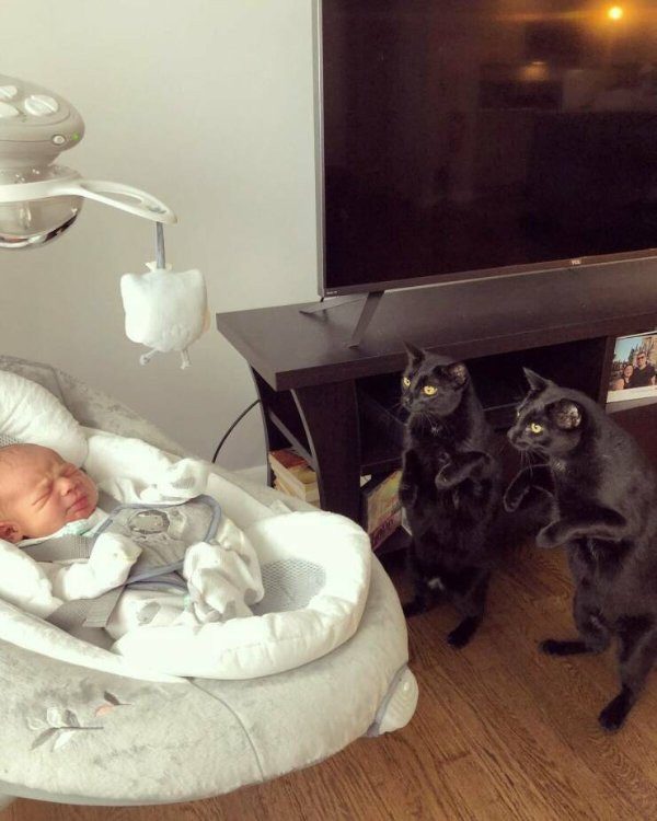Кошачьи будни в прикольных фотографиях
