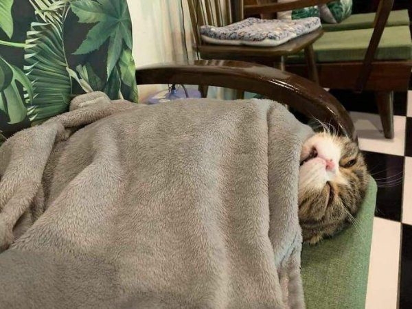 Кошачьи будни в прикольных фотографиях