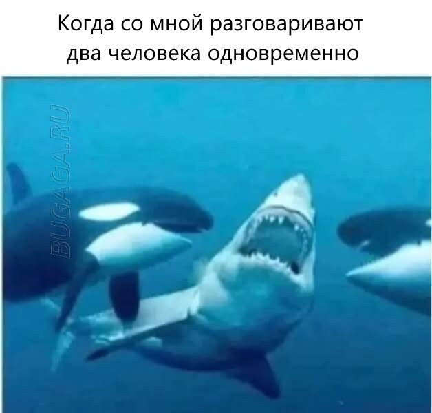 Мемы для любителей животных