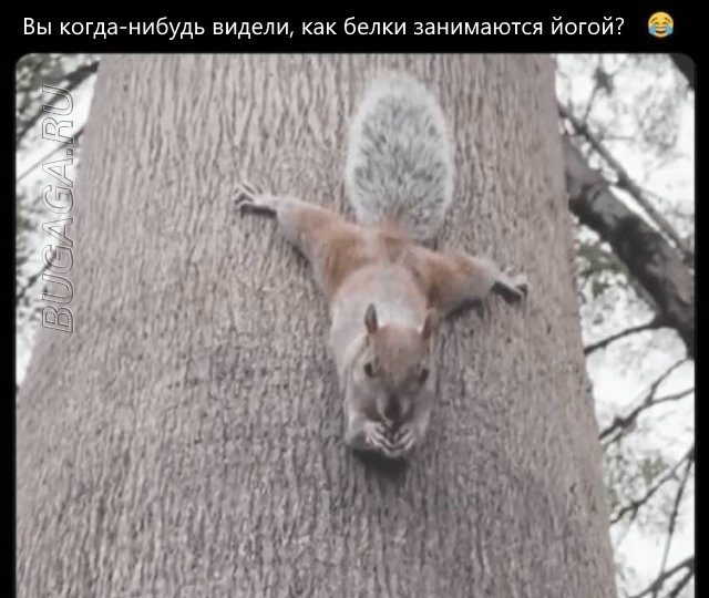 Мемы для любителей животных
