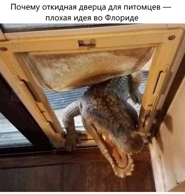 Мемы для любителей животных