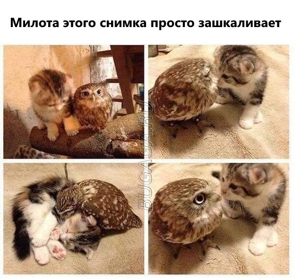 Мемы для любителей животных
