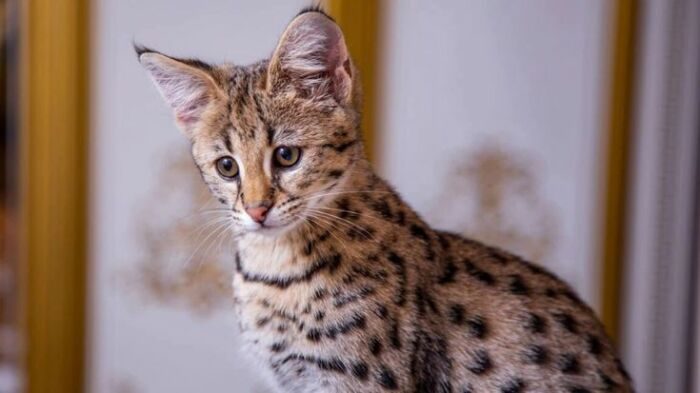 Кошка по цене «Жигулей»