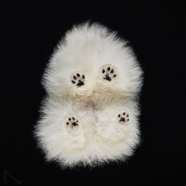 Животные, которые не старались быть смешными