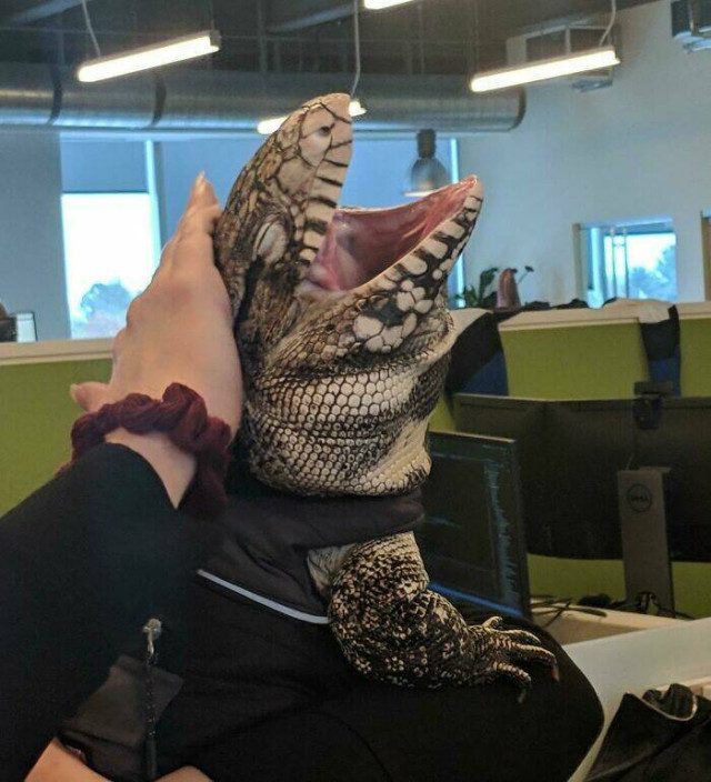 Смешные животные