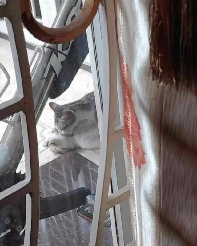 Хвостатые и усатые королевы драмы
