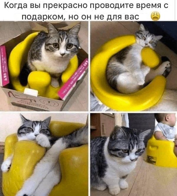 Прикольные мемы для тех, кто любит кошек