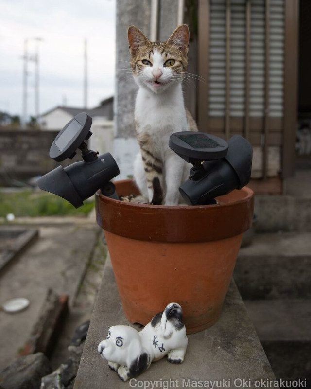 Очаровательные уличные коты