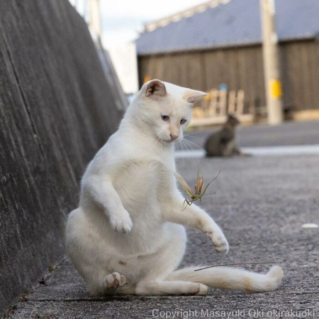 Очаровательные уличные коты
